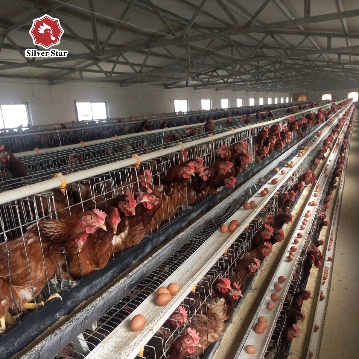 Hot Dip Galvanized Battery Poultry Farm A Frame Manual Layer Chicken Cage