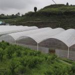 High Tunnel Multi Span Greenhouse Plastic PE Film For Strawberry