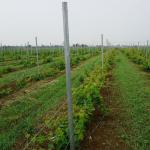 Customizable Spain Style Orchard Trellis Systems Strongest Design