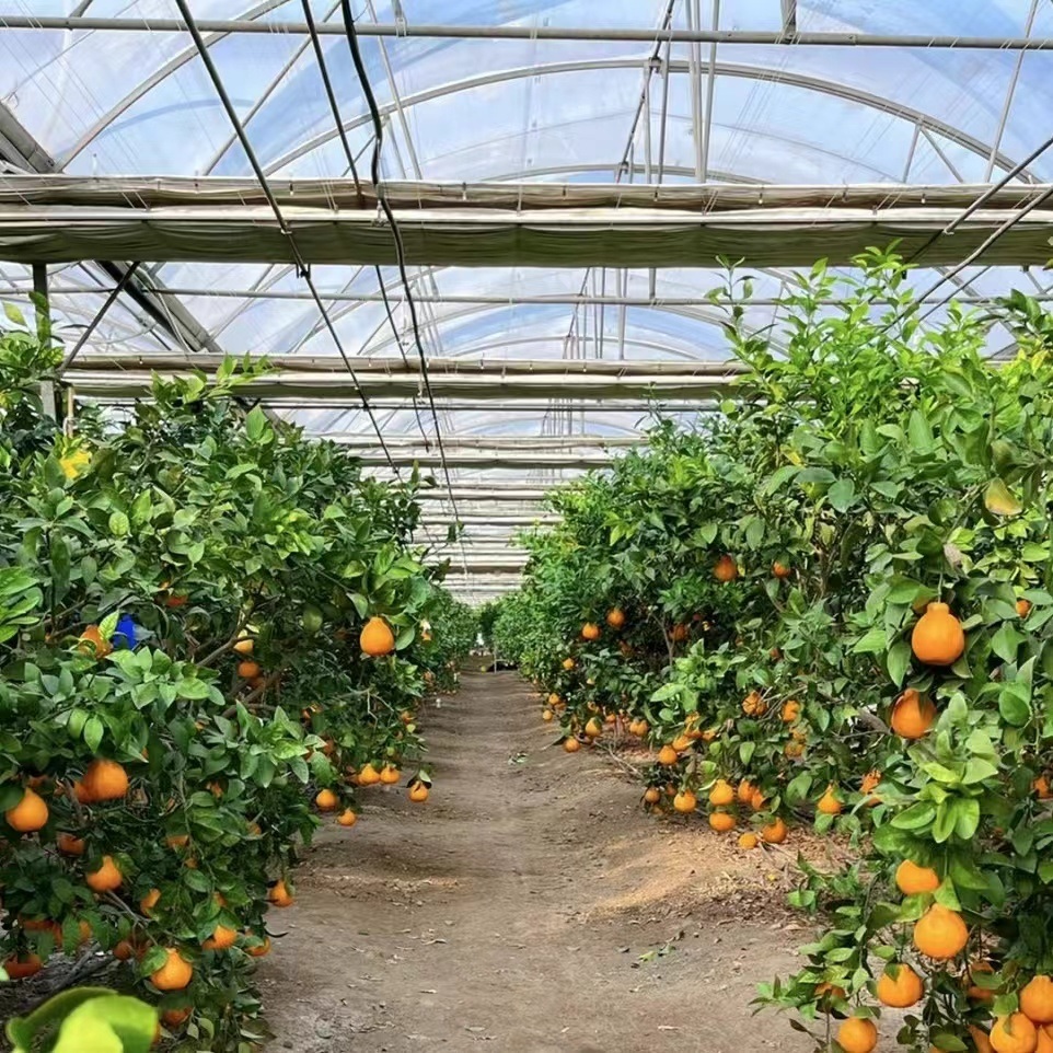 China Supplier Multi Span Po Film Greenhouse