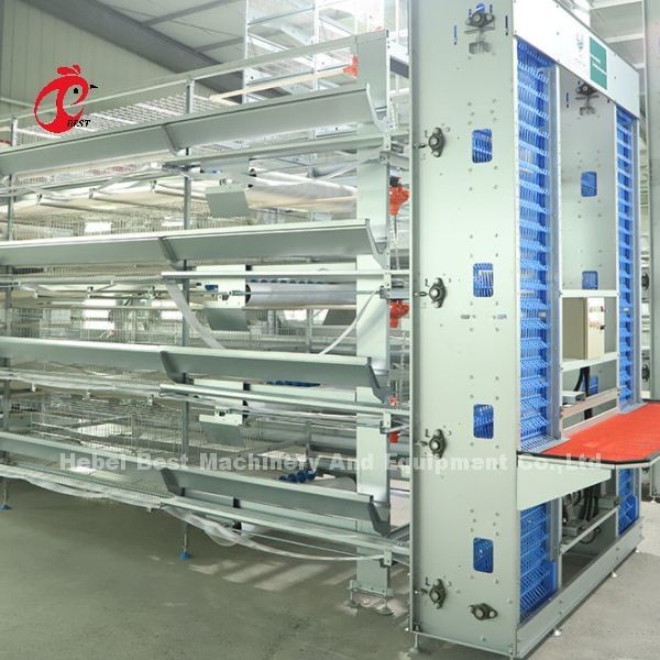 Maximize Rearing Efficiency With Chicken Husbandry Cage System Cage Type A Rose