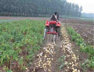 Quality Two Rows Small Agricultural Machinery Small Scale Farming Equipment wholesale