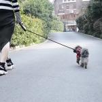 Retractable Paracord Nylon Pet Collars Leashes/pet products
