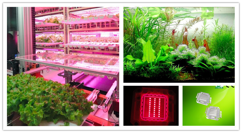 30w red led application.jpg
