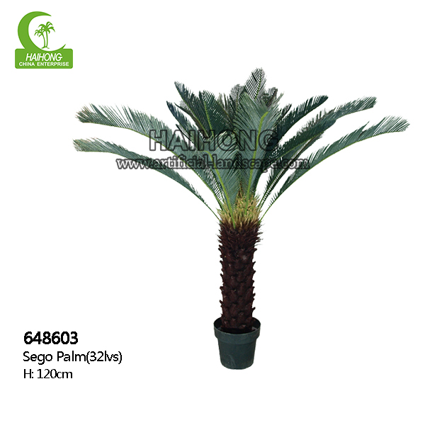 SAGO PALM