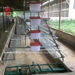 Automatic Layer Battery Cage System Commercial Layer Chicken Cage 3 Tiers Hot