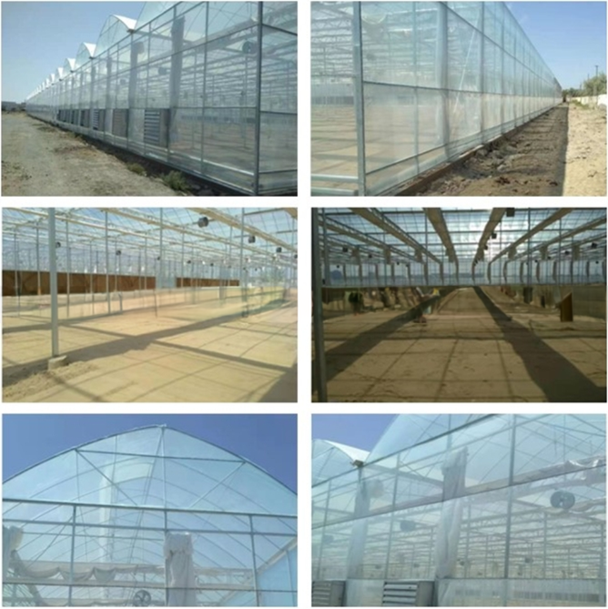 8m Span Width Multi Span Agricultural Commercial Tomato Greenhouse with Cooling System
