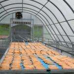 Solar Single Tunnel Greenhouse Polycarbonate Sheet Natural Rubber Drying