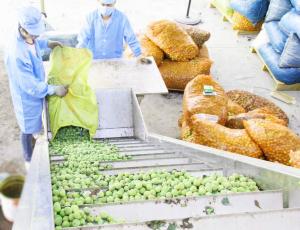 Quality Apricot Plum Peach Processing Plant / Juice Processing Equipment Water Saving wholesale