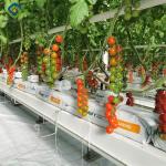 Tomato Plant Greenhouse Film Greenhouse With Hydroponic Culture Soilless