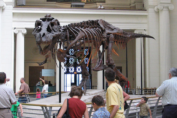 Life Size Fiberglass Complete Dinosaur Fossil For Park Exhibition