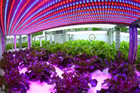 led grow light, led plant grow light, led grow lights, led plant grow lgihts, plant grow tube, big power laser light, st