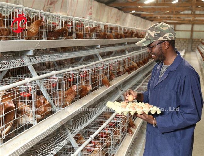 China Nigeria Factory Layer Broiler Poultry Chicken Rearing Cage For Sale Ada