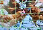 Multi - Purpose Plastic Poultry Netting, Chicken Netting, Light Weight, Green