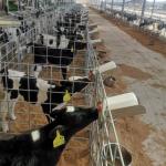 Dairy Farms Stainless Steel Calf Feeding Bottle Holder for Fence