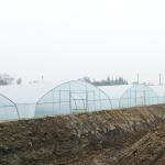 Stable Structure Polyethylene Film Greenhouse / Vegetable Tomato Plant