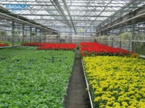 Quality Polyethylene Film Multi Span Greenhouse 100 Micron 200 Micron Multi Span Greenhouse wholesale