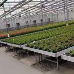 Vegetables Ebb And Flow Tray Seeding Bed Greenhouse Rolling Benches