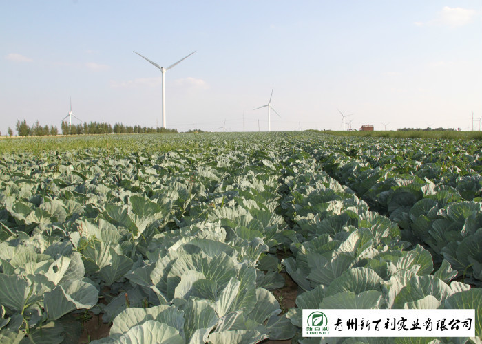 Frozen Vegetable Factory Napa Cabbage Plant Can Lower Blood Pressure