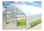 Tomato Plant Hydroponic Good Weather Resistance Agricultural Greenhouse