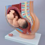 Human Female 9 Months Fetus Pregnancy Anatomical Model For Obstetrics Gynecology