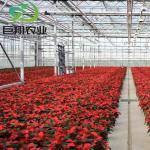 Juxiang Agricultural Nft Hydroponic Film Greenhouse for Vegetable Cultivation