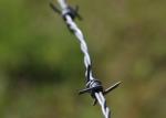 Use Of Prison Walls Anti Climb Single Strand PVC Coated Iron Barbed Wire