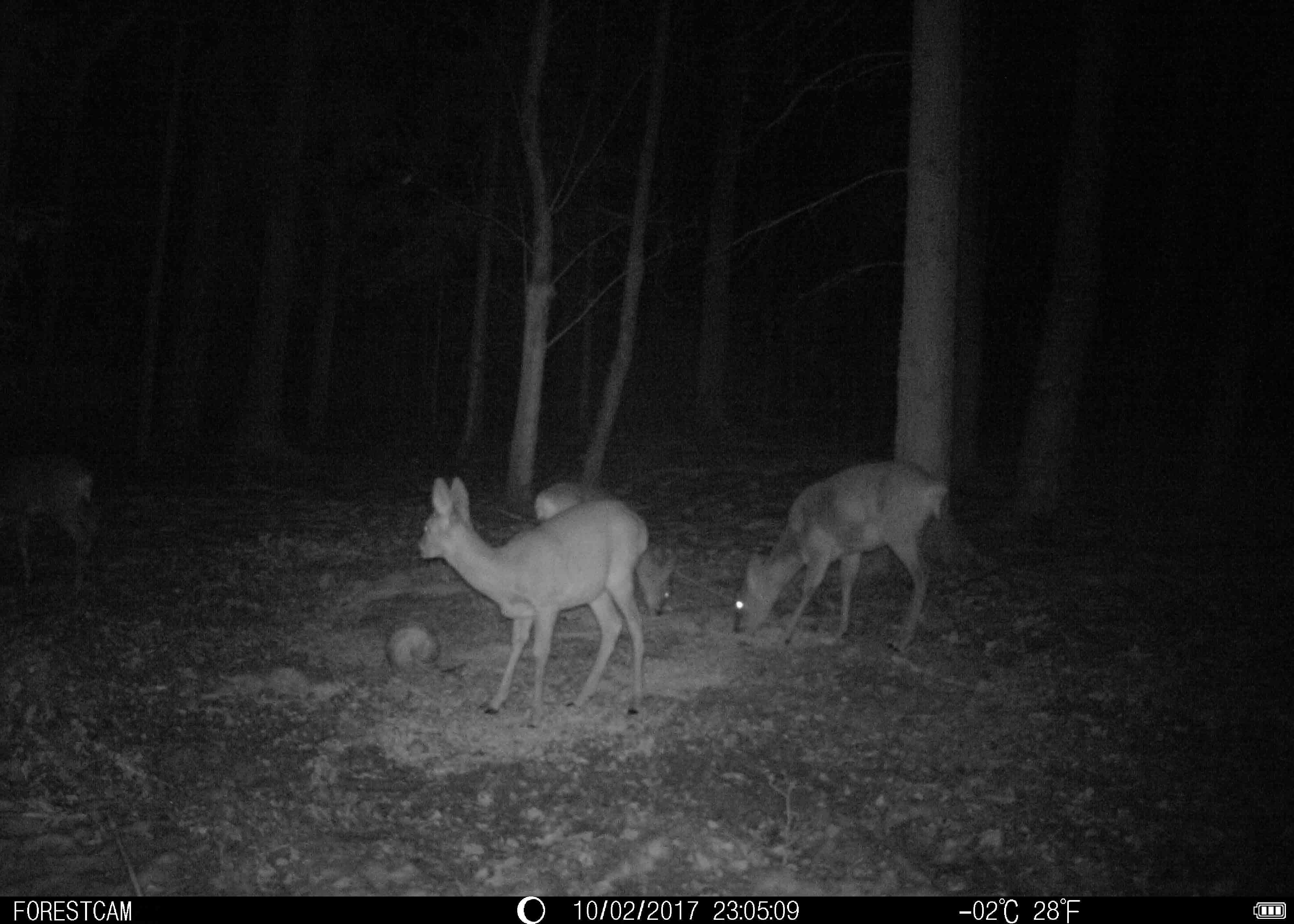 Wireless Motion Activated Hunting Video Camera 16 Megapixel Image