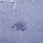 BSCI Shaggy Micro Polyester Bath Rug Anti Bacterial