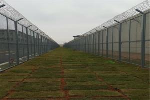 Quality Welded Razor Wire Mesh Fencing Panels With Diamond Hole For African Market wholesale