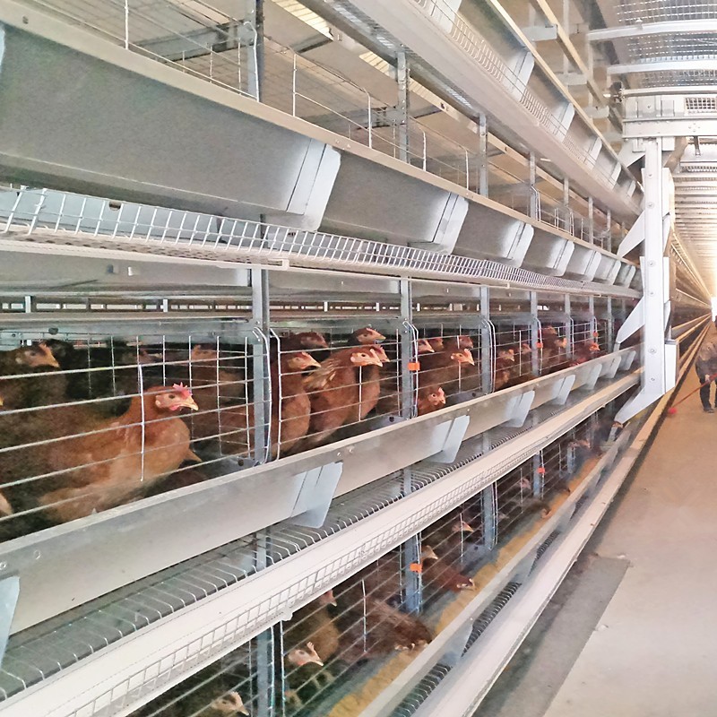 Automatic Chicken Battery Layer Cage Poultry Farming H Shaped Small Stacked