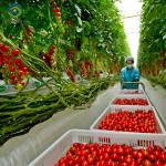 Multispan Glass Polycarbonate Film Greenhouse For Tomato Plants