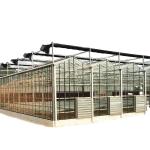 Large Customized Agricultural Glass Greenhouse with PVC Hydroponic Gutter System