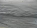 Rotary Cut/Peeled Poplar Wood Veneer Sheet