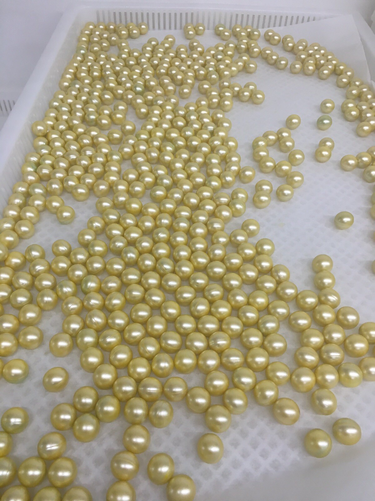 Capsule Plastic Drying Trays