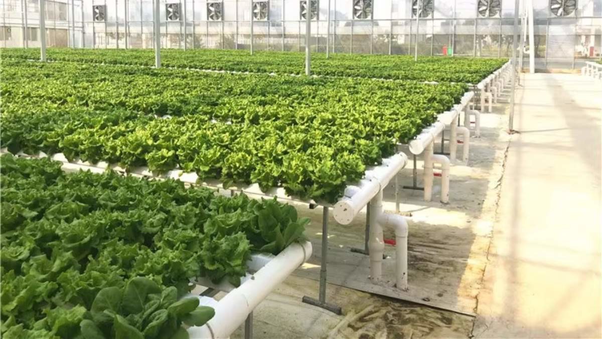 Greenhouse Vegetables Lettuce Grow Hydroponic System NFT Vertical Hydroponic Pipeline