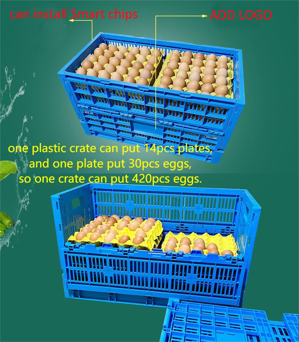 Foldable and Collapsible Egg Crate Meshy Box for Convenient Egg Transportation Solutions