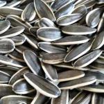High-quality sunflower seed raw materials are sold directly from the production