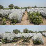 120Gsm Spunbond Mulching Sheet For Agriculture