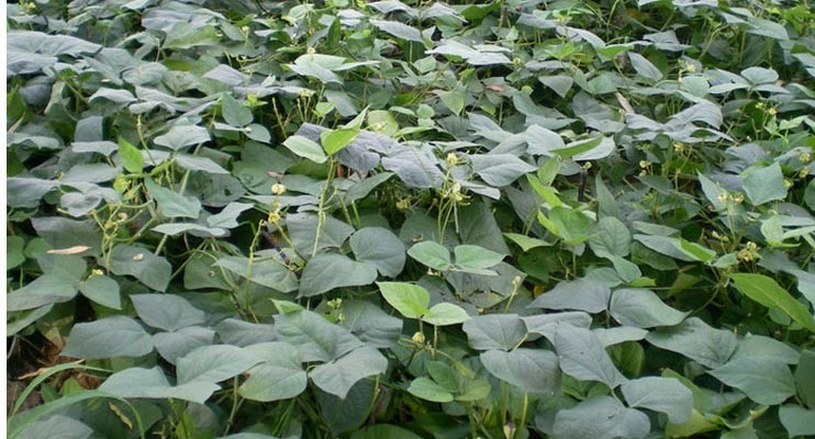 Small Size Food Agricultural Products , Peeled Mung Beans Common Cultivation Type