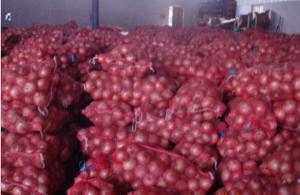Quality 7cm Natural Fresh Onion wholesale