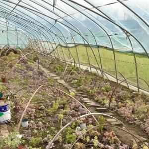 Quality Large Innovative Agriculture Arches Tunnel Greenhouse Perfect for Year-Round Growing wholesale