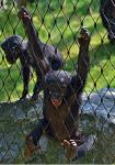 Special Use Stainless Steel 304/316 Fence Mesh For Animal Cage House / Zoo
