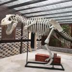 Indoor Dinosaur Skeleton Replica Youth Age 12 Months Warranty