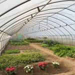 Tunnel Greenhouse for Vegetables and Tomatoes Package Size 50.00cm * 60.00cm *