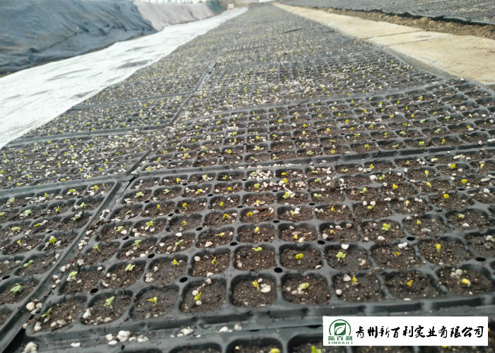 Cold Tolerant Chinese Flat Cabbage Low Calories Lower Blood Pressure