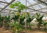 Tomato Planting Ecological Greenhouse Steel Structure Main Frame Long Lifetime