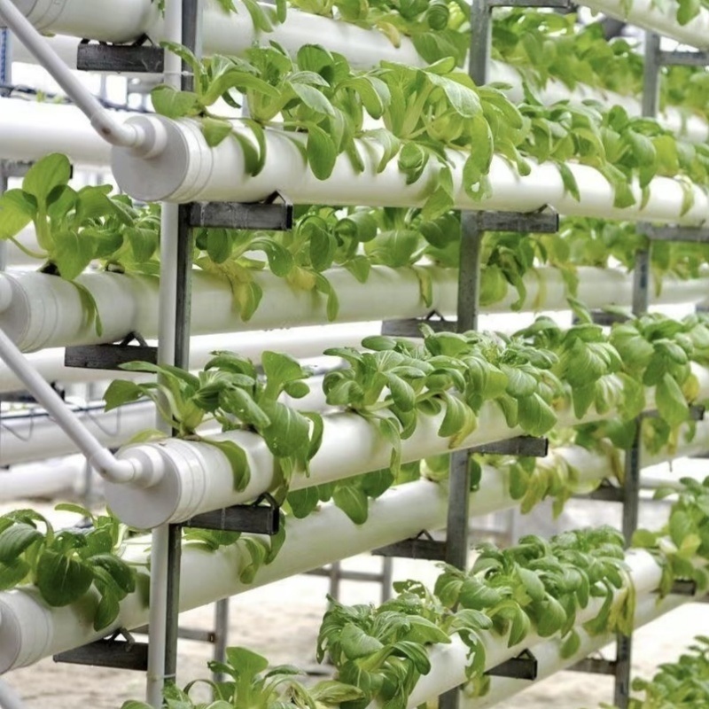 Water Pipe Agricultural Greenhouse for Vegetable Production