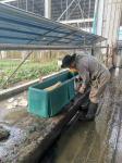 Thermal 400L Cattle Water Drinkers 4m Plastic Water Trough