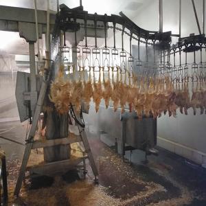 Quality 500BPH Automatic Poultry Slaughtering Equipment Chicken Slaughter Line 304 wholesale